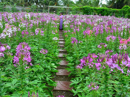 Vườn hoa Mãn Đình Hồng