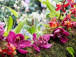 Tour Đảo Khỉ - Đảo Hoa Lan ...