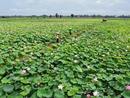 Đồng Tháp Photo 1