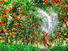 3 ngày đi Đồng Tháp từ Vũng Tàu